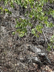 Bauhinia acuminata