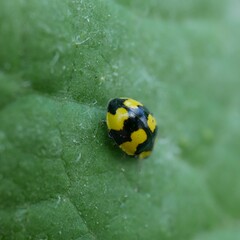 Illeis galbula