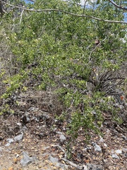Bauhinia acuminata
