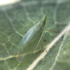 Rhynchomitra recurva