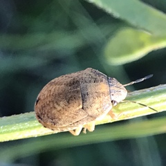 Sphyrocoris obliquus