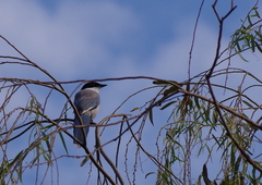 Cyanopica cyanus
