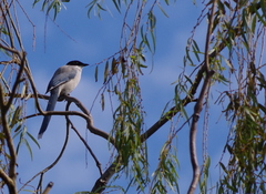 Cyanopica cyanus