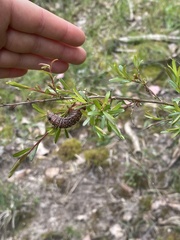 Perga affinis