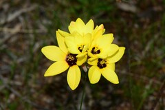 Ixia fuscocitrina