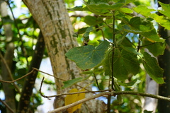 Hibiscus columnaris