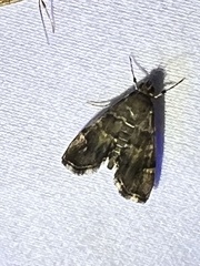 Hymenia perspectalis