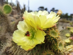 Opuntia leucotricha