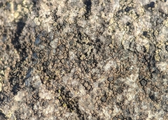 Rhizocarpon reductum