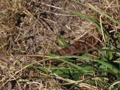 Lampropeltis calligaster