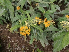 Asclepias curassavica