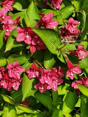 Weigela florida