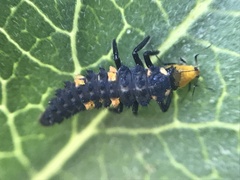 Coccinella septempunctata