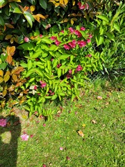 Weigela florida