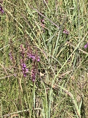 Hylephila phyleus