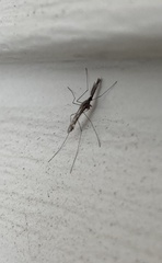 Anopheles punctipennis