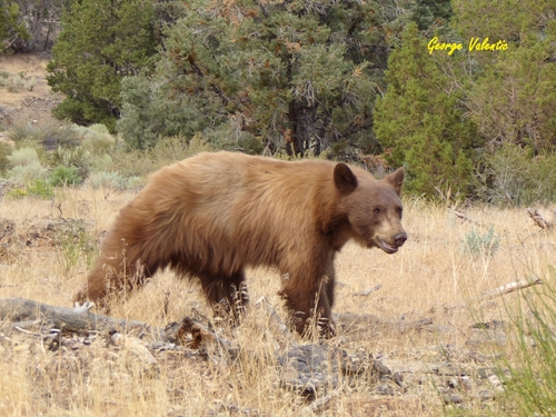 American Black Bear photographed in Nevada