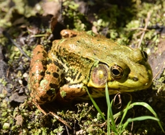 Lithobates clamitans
