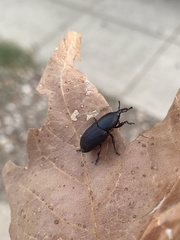 Scyphophorus acupunctatus