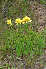 Ixia fuscocitrina