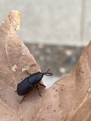 Scyphophorus acupunctatus