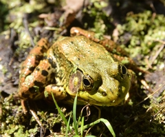 Lithobates clamitans