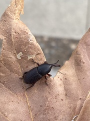 Scyphophorus acupunctatus