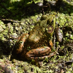 Lithobates clamitans