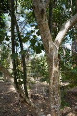 Hibiscus columnaris