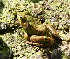 Lithobates clamitans