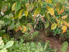 Trichonephila clavata