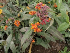 Asclepias curassavica