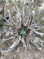 Agave salmiana