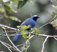 Cyanocorax violaceus