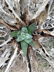 Agave salmiana
