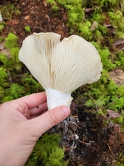Russula brevipes