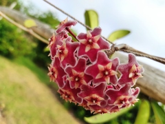 Hoya pubicalyx