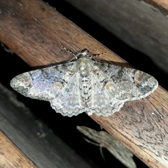 Iridopsis chalcea