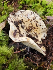 Russula brevipes