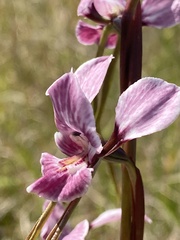 Diuris punctata