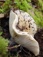 Russula brevipes