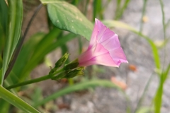 Ipomoea