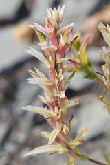 Castilleja occidentalis