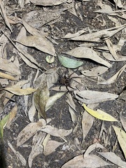 Heteropoda