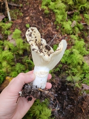 Russula brevipes