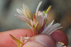Castilleja occidentalis