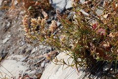 Castilleja occidentalis