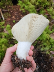 Russula brevipes
