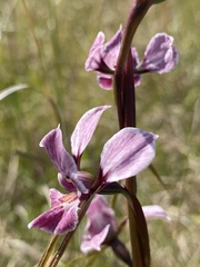 Diuris punctata