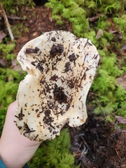 Russula brevipes